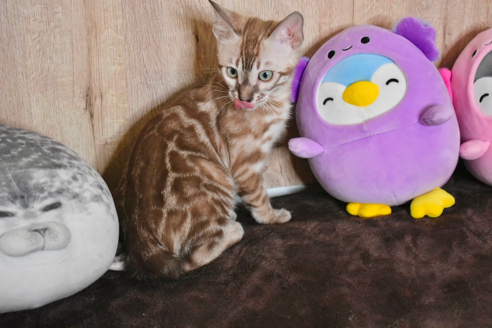 Bengal kittens for sale