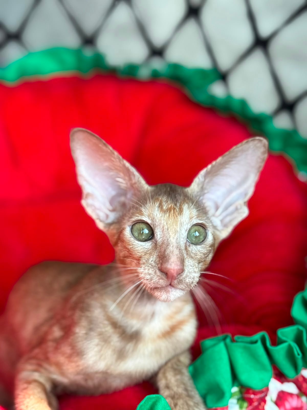 Bengal kittens for sale