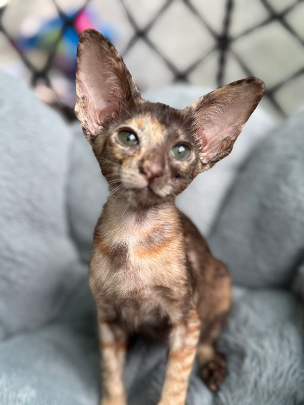 Bengal kittens for sale