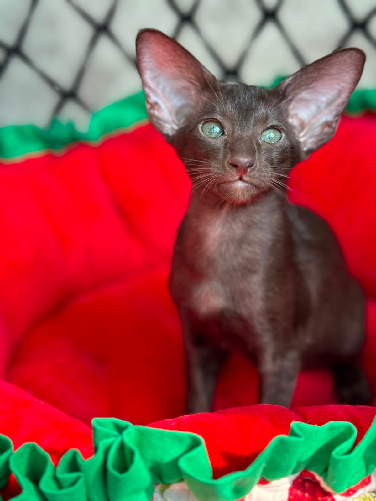 Bengal kittens for sale